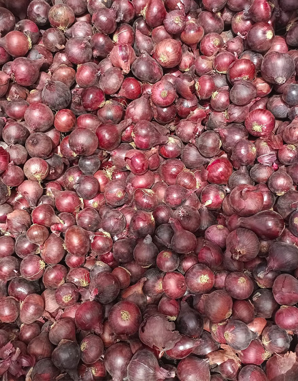 بصل احمر٣