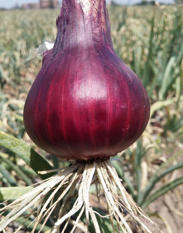 بصل احمر٤