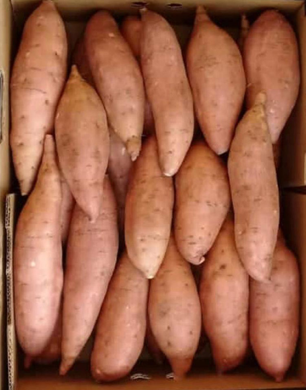 بطاطا