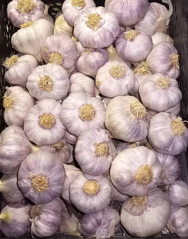 ثوم٣
